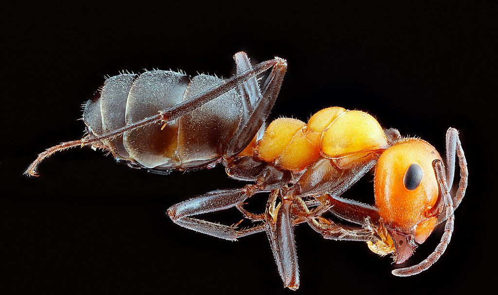 Ant Control service in Mount Pleasant, SC