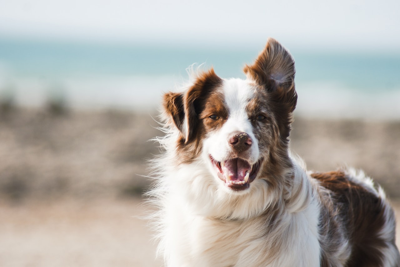 Flea & Tick Control service in Mount Pleasant, SC