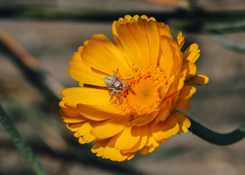 Spider Control service in Mount Pleasant, SC